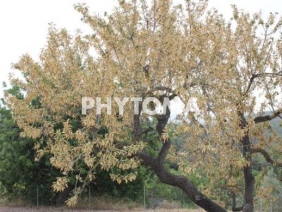 Xylella fastidiosa